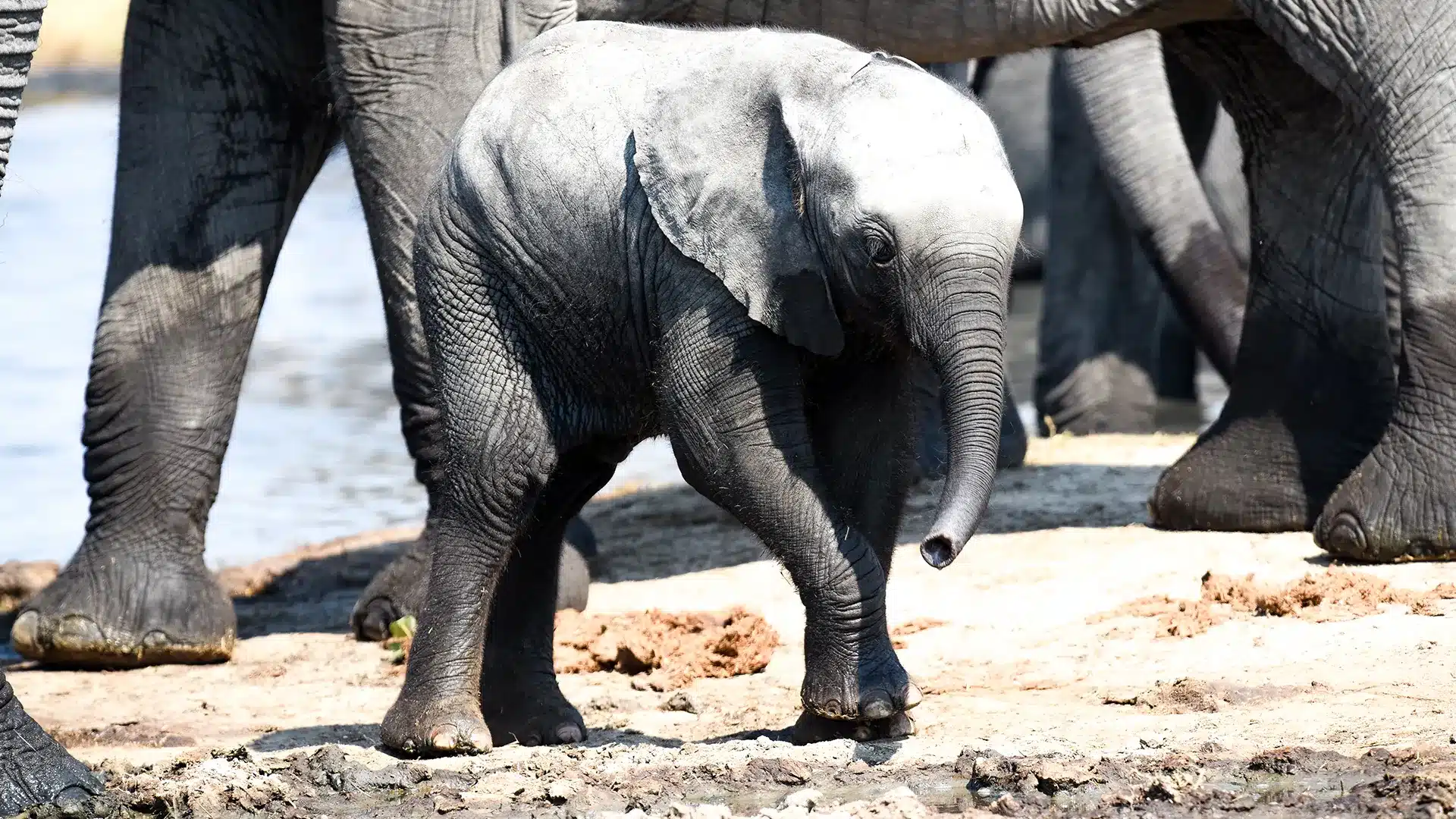 Babyelephantstandingnearherdatwaterholeinbotswanasafari wild for game wild for game