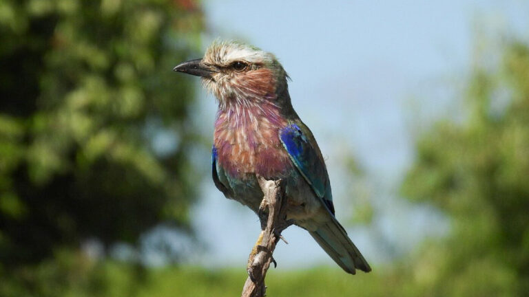 Lilac-breasted roller perched on a branch in Botswana’s wilderness under clear blue skies.