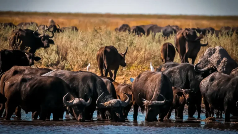 A large herd of African buffalo drinking at a river in Botswana’s wilderness during a Wild for Game Safaris experience.