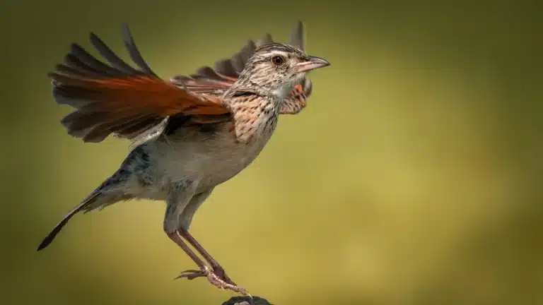 Rufous-naped Lark taking flight in Botswana’s open wilderness, wings spread in motion during a Wild for Game Safaris expedition.
