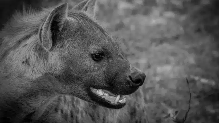 Close-up portrait of spotted hyena in Botswana wilderness