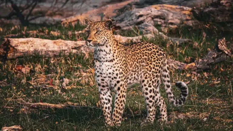 Leopard standing alert in Botswana bush during safari