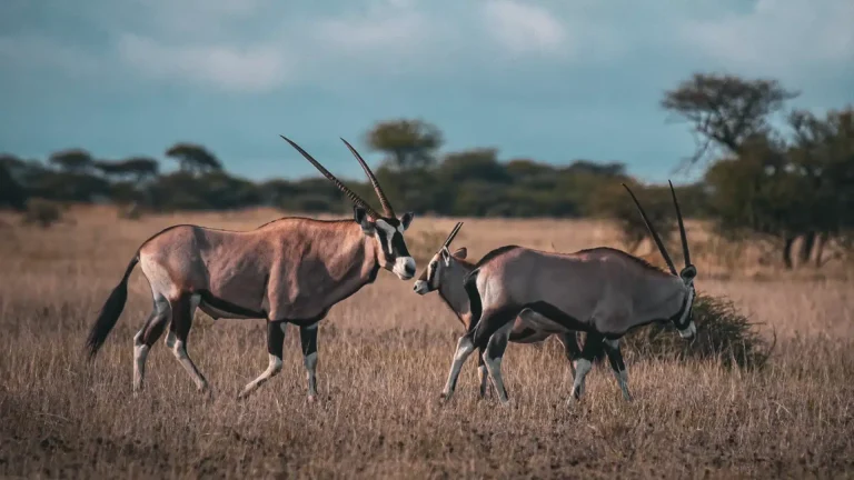 Two gemsbok antelope walking across dry grassland in Botswana
