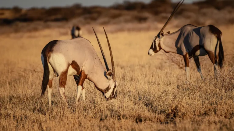 Gemsbok antelope grazing in dry grassland of Central Kalahari Botswana