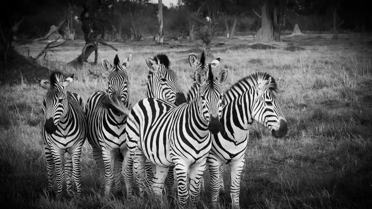 Large zebra group wild for game herd of zebras standing together in botswana wild for game